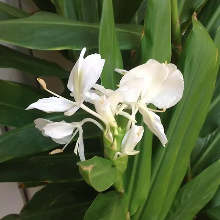 Couette-café Rocca Castello *