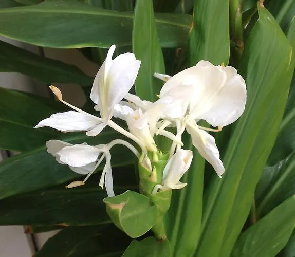 ベッド・アンド・ブレックファスト Rocca Castello *